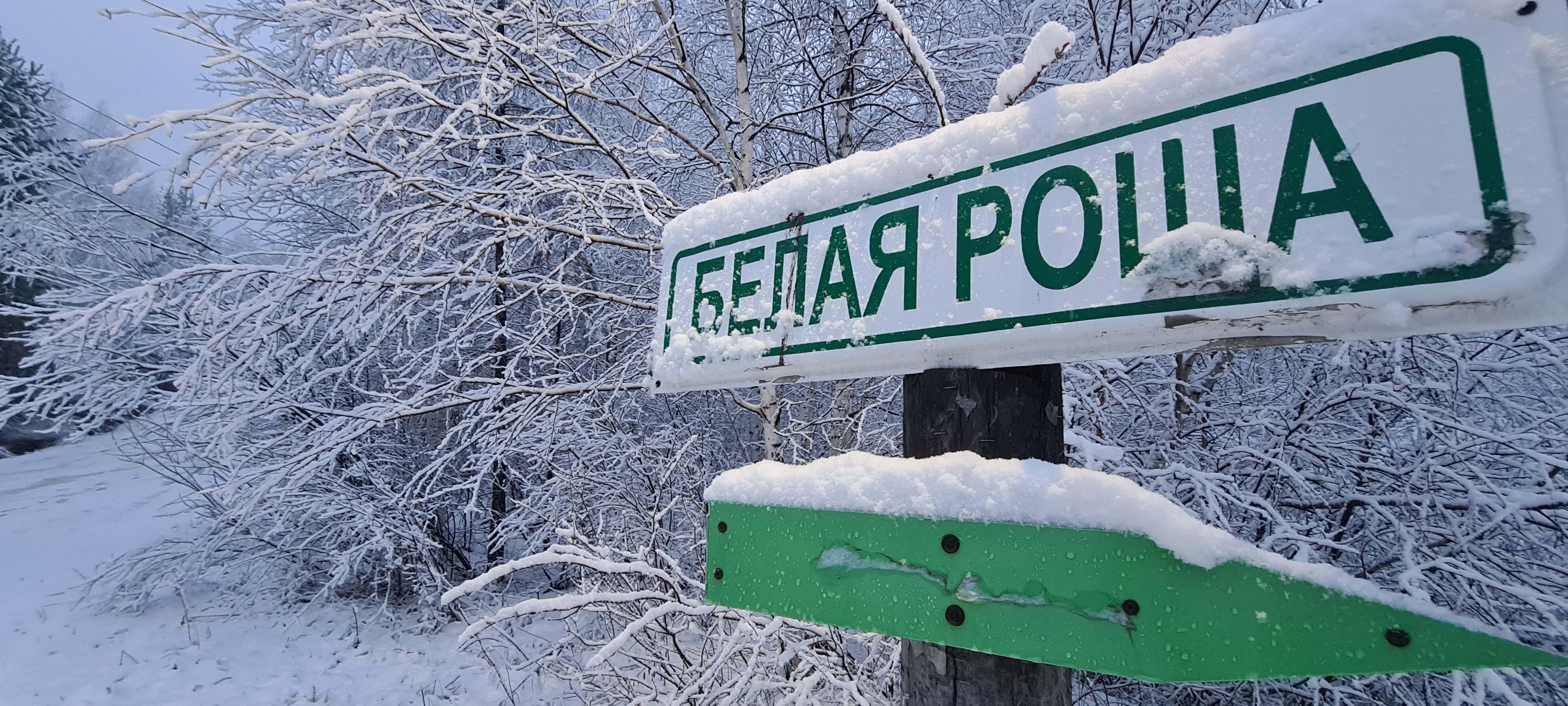 Белая роща