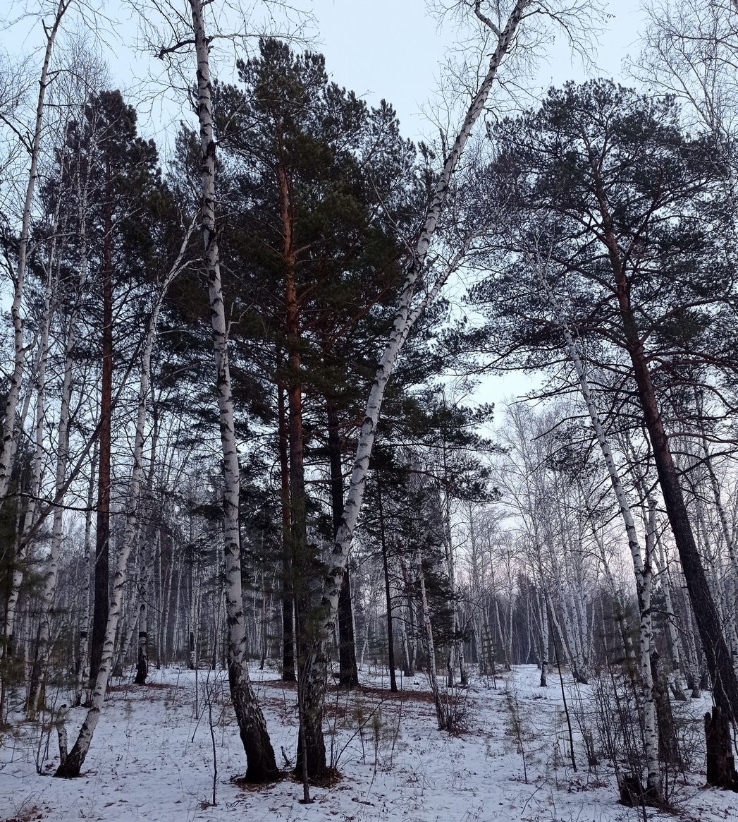 forest1