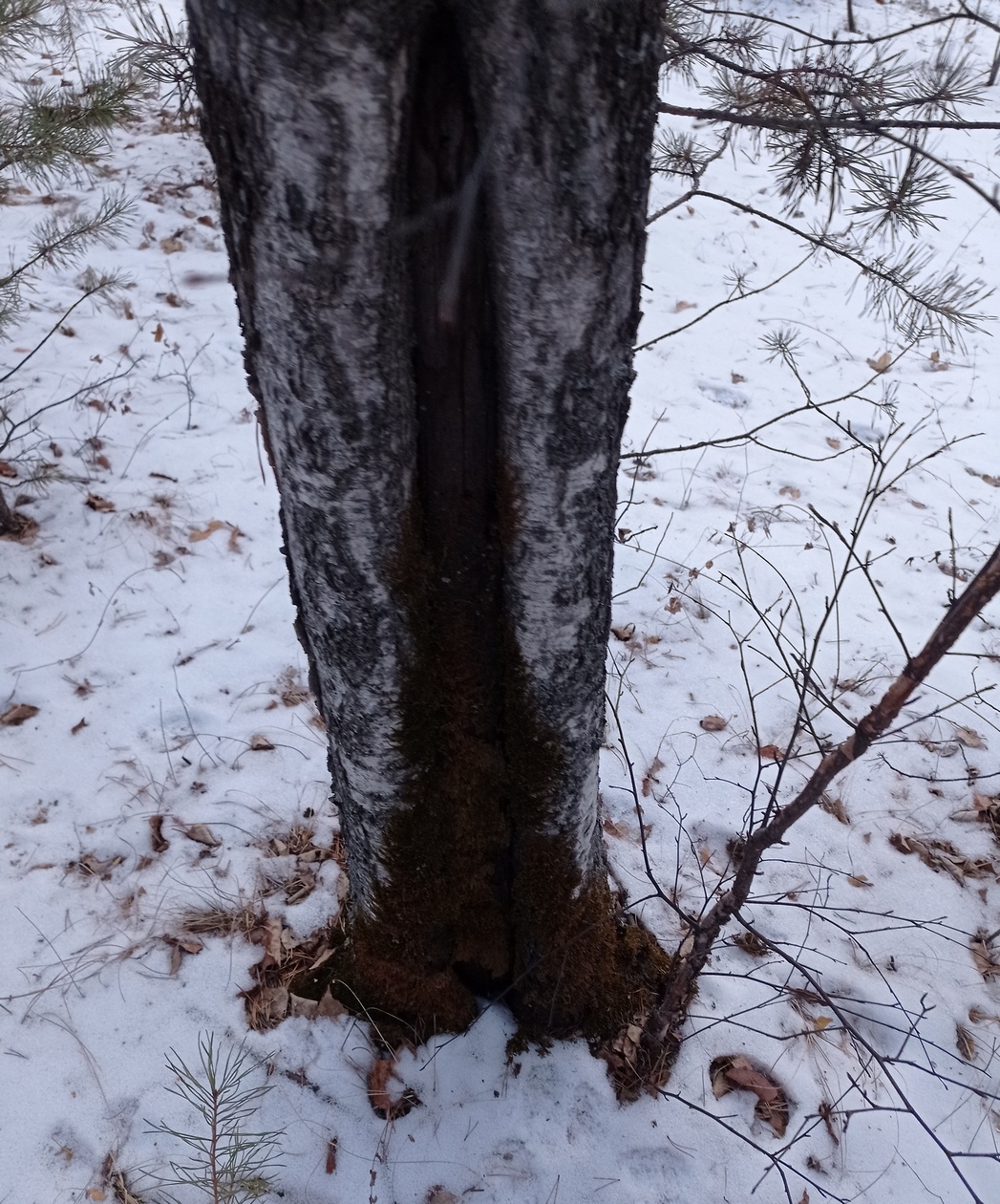 forest2